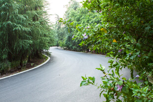 林间蜿蜒的幽静柏油小路