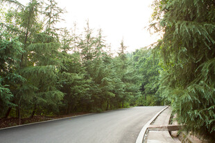 林间蜿蜒公路 绿意盎然