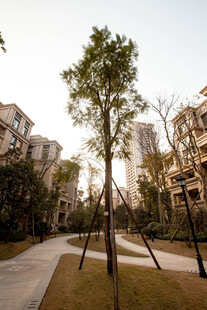 小区内的绿树与建筑景观
