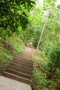 林间石阶 绿意盎然的小径