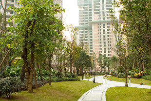 城市中的静谧林荫步道