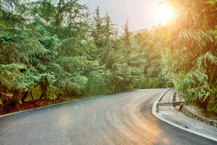林间蜿蜒公路 阳光洒落