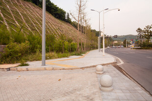 城市道路旁的绿化景观