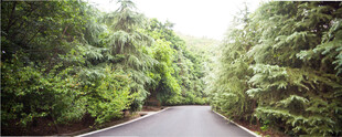 林间蜿蜒公路
