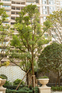 小区内挺拔绿树景观