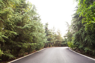 林间蜿蜒公路 绿意盎然