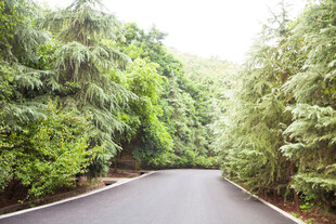 林间蜿蜒公路 绿意盎然