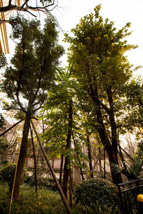 园林中挺拔的绿树景观