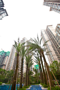 城市中葱郁的棕榈树与高楼