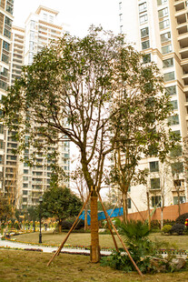 小区内的绿树与高楼景观