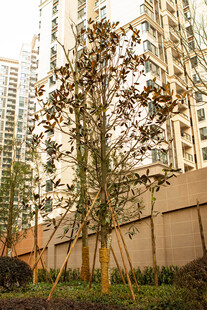 城市中树木与高楼景观