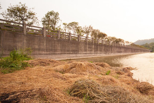 河岸堤坝旁的自然景象