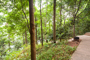 林间幽静小径 绿意盎然