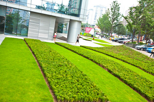 城市中整齐的绿化景观