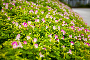 粉色小花点缀的翠绿植物