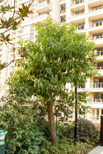 小区内繁茂绿树景观