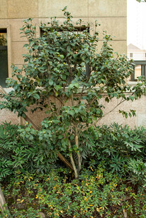 庭院绿植 生机盎然