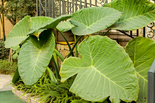 大叶绿植展现蓬勃生机