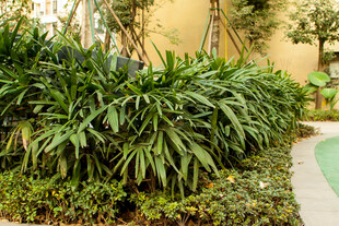 庭院绿植景观一角