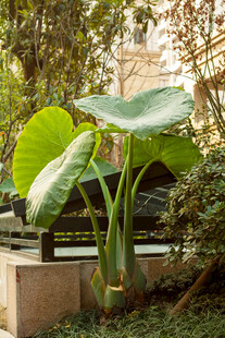 硕大荷叶植物景观