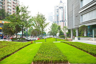 城市中的规整绿植景观