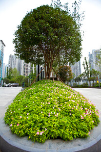 城市中圆形绿植景观