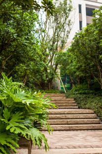 绿意盎然的林间石阶小道