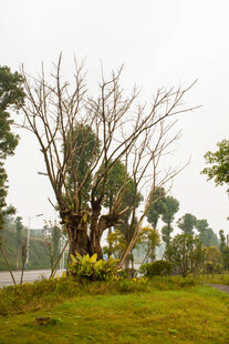 雨中枯树立于绿意草地