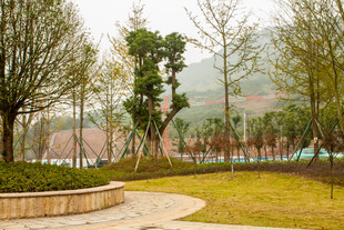 公园中的宁静绿化景致