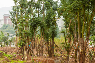 新植树林 苗木整齐待成长