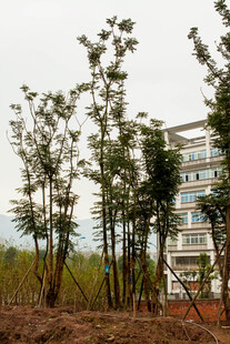 新建区域的挺拔树木景观