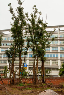 校园旁树木与建筑景观