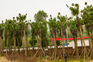 整齐排列的棕榈树苗圃