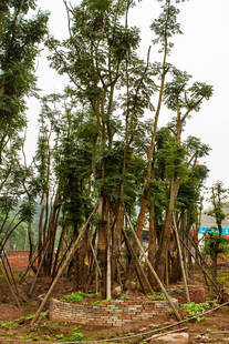 苗木种植园中的树木景观