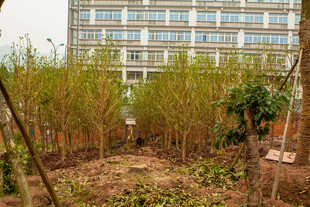 楼前绿植种植场景