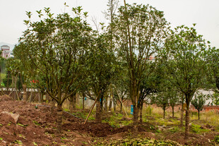 新植树木的户外绿化场景