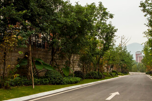 林荫大道 静谧自然景致