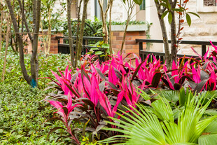 艳丽花丛中的多彩植物景观