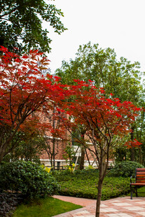 红树点缀的静谧园林景色