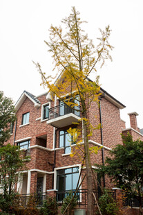 红砖别墅旁的金黄树木