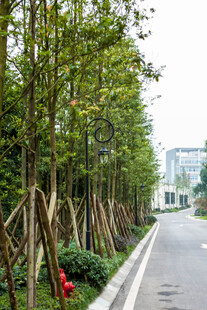 林荫道旁绿植整齐排列