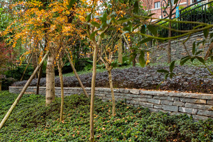 秋日园林景观中的缤纷树木