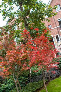 秋日校园中的红枫树景