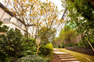 幽静庭院绿植小径景致