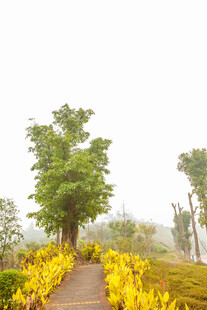 金黄花径旁的葱郁绿树