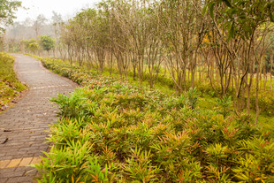 林间小径 绿意盎然的自然道