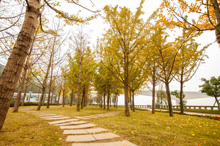 秋日林间小径美景