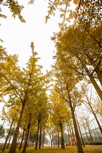 秋日银杏林美景