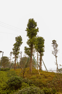 山坡上的挺拔绿树