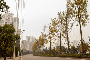 城市街道旁的树木景观